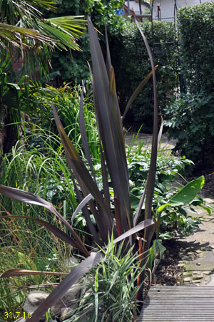 phormium